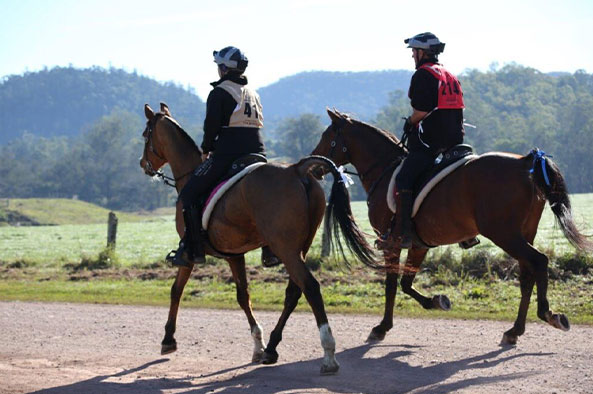 mary-valley-horse-riding-trails