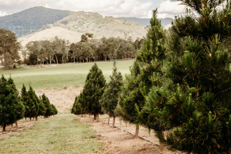 KandangaCreekChristmasTrees