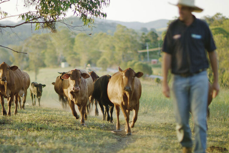 k2-beef-mary-valley-farm-trail-tour