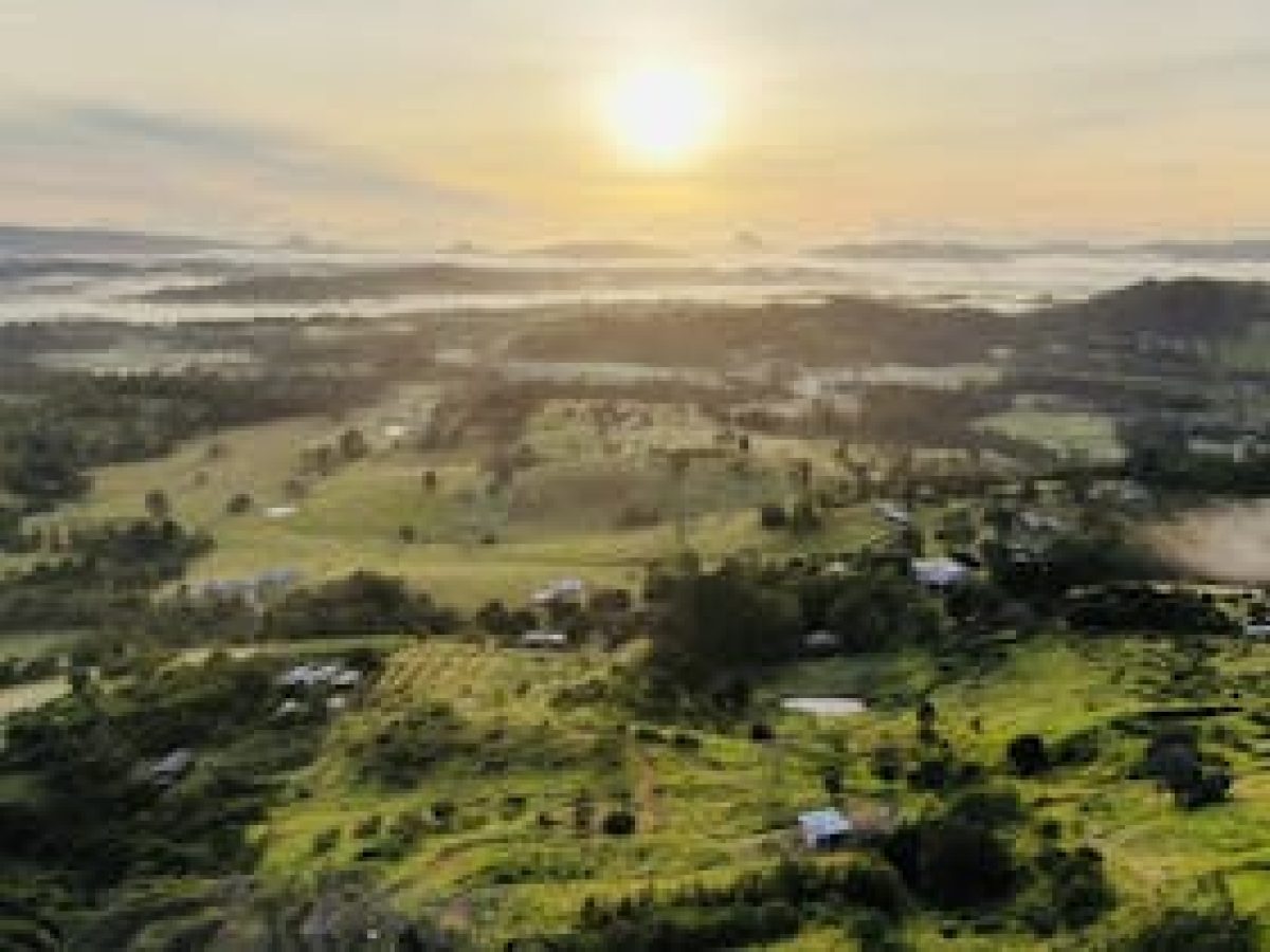 The Avocado Tree Farm